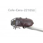 Cerambycidae sp. Myanmar, Kechin area, Nanse. 1Pcs. Cole-Cera-221050.