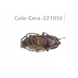 Cerambycidae sp. Myanmar, Kechin area, Nanse. 1Pcs. Cole-Cera-221050.