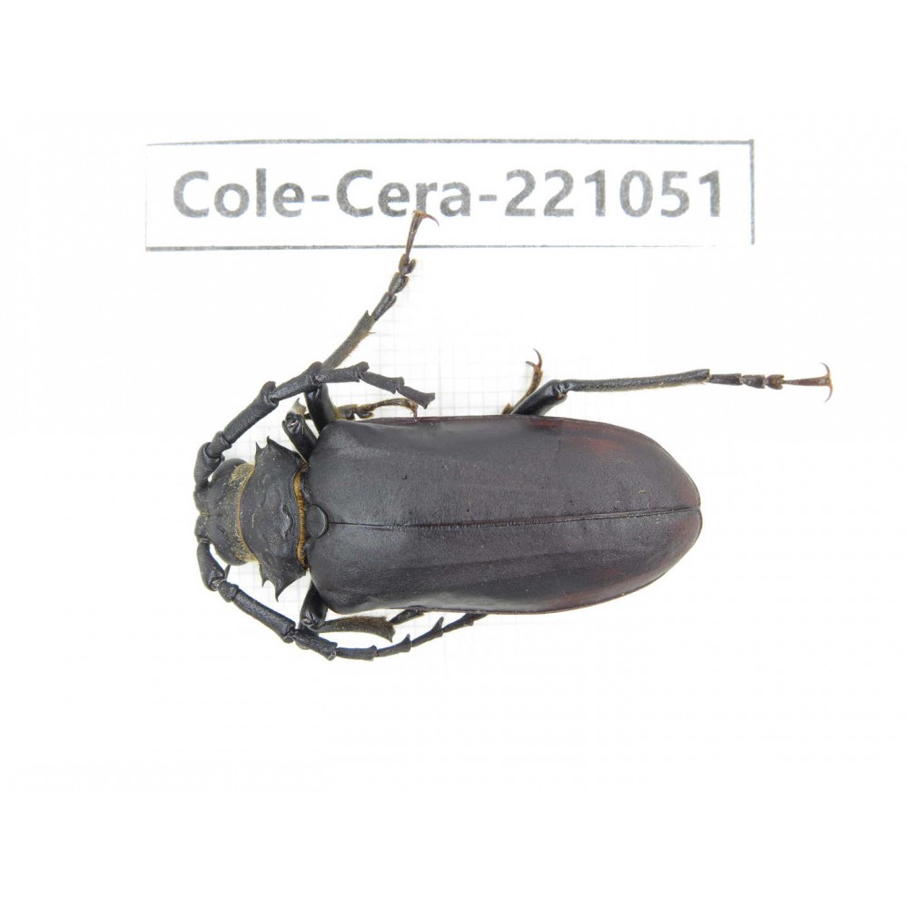 Cerambycidae sp. Myanmar, Kechin area, Nanse. 1Pcs. Cole-Cera-221051.
