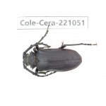 Cerambycidae sp. Myanmar, Kechin area, Nanse. 1Pcs. Cole-Cera-221051.