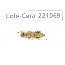 Cerambycidae sp. Myanmar, Kechin area, Nanse. 1Pcs. Cole-Cera-221069.