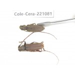 Cerambycidae sp. Myanmar, Kechin area, Nanse. 2Pcs. Cole-Cera-221081.