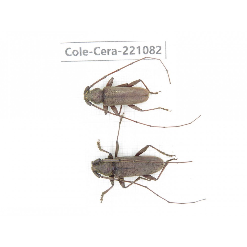 Cerambycidae sp. Myanmar, Kechin area, Nanse. 2Pcs. Cole-Cera-221082.