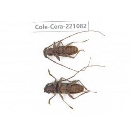 Cerambycidae sp. Myanmar, Kechin area, Nanse. 2Pcs. Cole-Cera-221082.