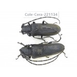 Cerambycidae sp. China, Yunnan, Nujiang, N of Mt.Biluoxueshan. 2Pcs. Cole-Cera-221134.