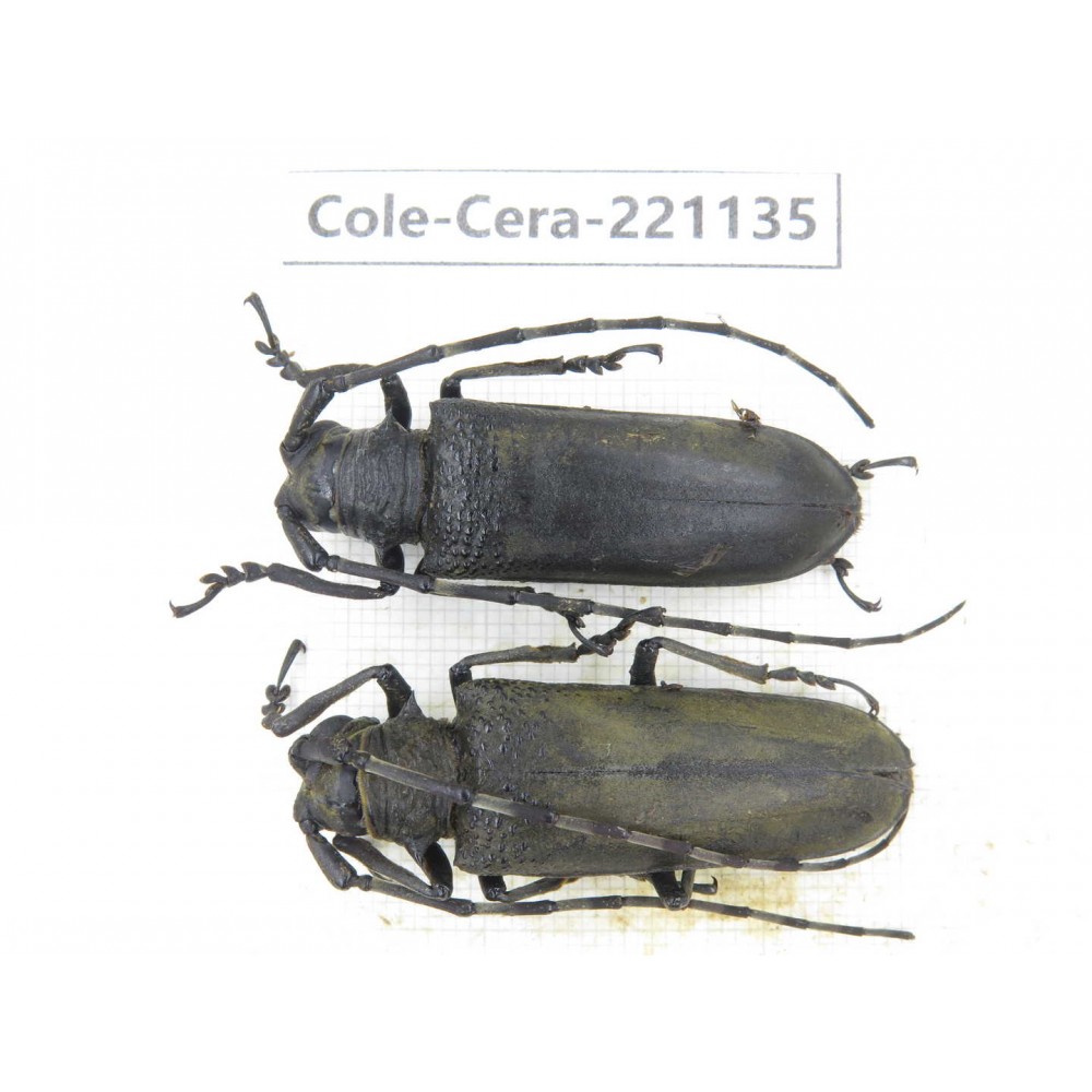 Cerambycidae sp. China, Yunnan, Nujiang, N of Mt.Biluoxueshan. 2Pcs. Cole-Cera-221135.