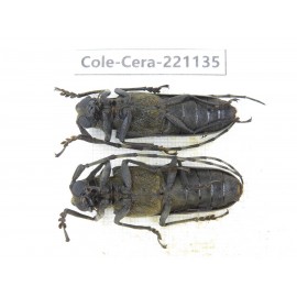 Cerambycidae sp. China, Yunnan, Nujiang, N of Mt.Biluoxueshan. 2Pcs. Cole-Cera-221135.