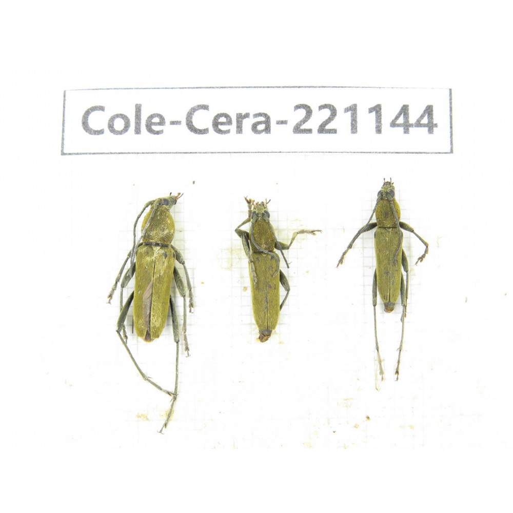 Cerambycidae sp. China, Yunnan, Nujiang, N of Mt.Biluoxueshan. 3Pcs. Cole-Cera-221144.