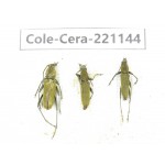 Cerambycidae sp. China, Yunnan, Nujiang, N of Mt.Biluoxueshan. 3Pcs. Cole-Cera-221144.