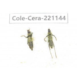 Cerambycidae sp. China, Yunnan, Nujiang, N of Mt.Biluoxueshan. 3Pcs. Cole-Cera-221144.