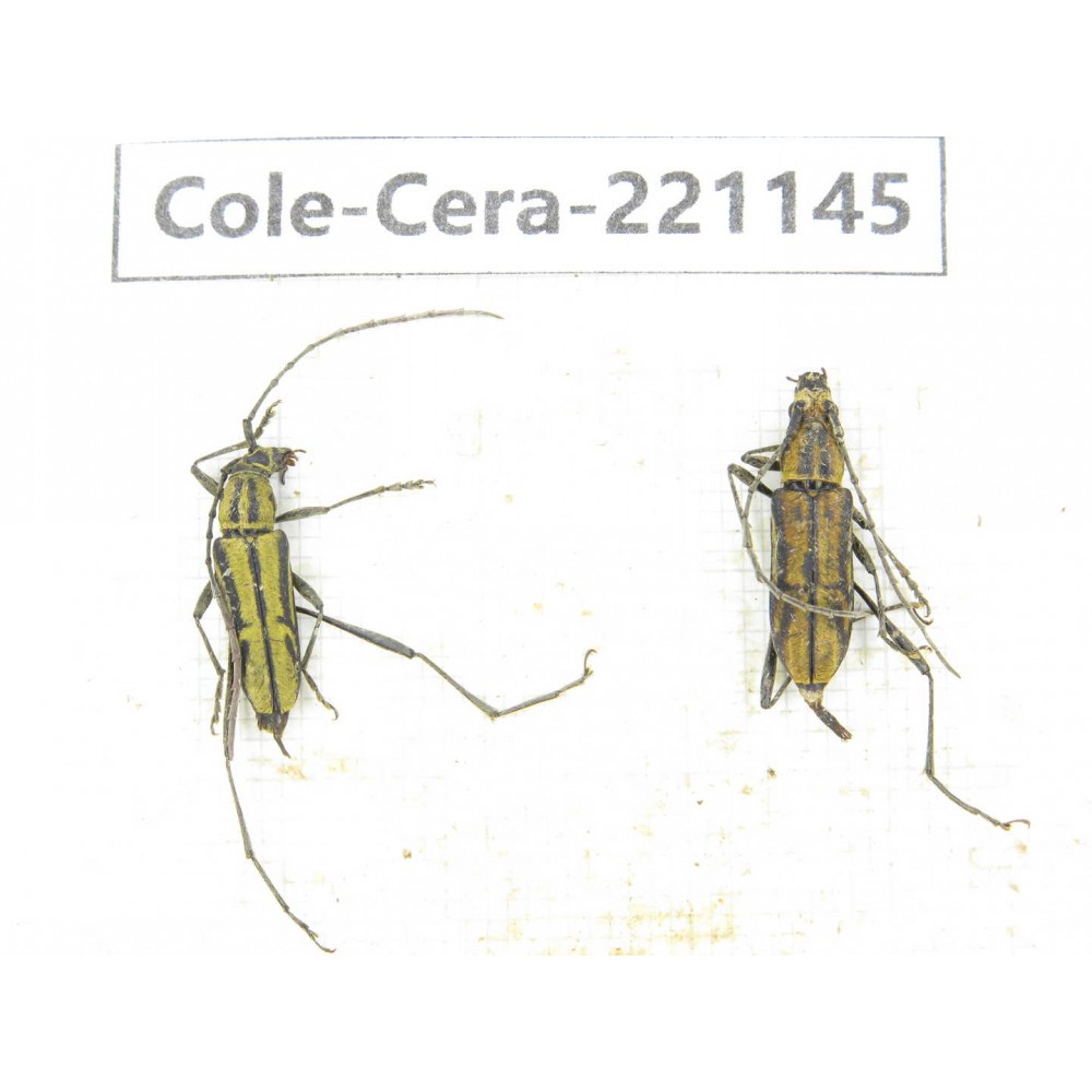 Cerambycidae sp. China, Yunnan, Nujiang, N of Mt.Biluoxueshan. 2Pcs. Cole-Cera-221145.
