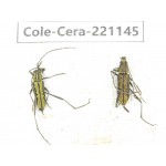 Cerambycidae sp. China, Yunnan, Nujiang, N of Mt.Biluoxueshan. 2Pcs. Cole-Cera-221145.
