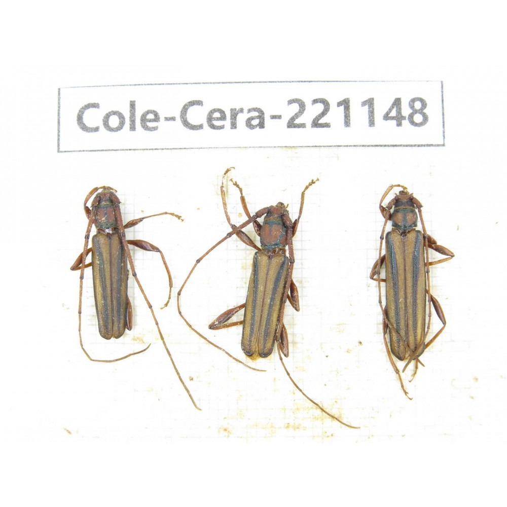 Cerambycidae sp. China, Yunnan, Nujiang, N of Mt.Biluoxueshan. 3Pcs. Cole-Cera-221148.