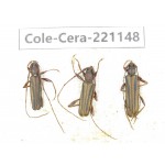 Cerambycidae sp. China, Yunnan, Nujiang, N of Mt.Biluoxueshan. 3Pcs. Cole-Cera-221148.