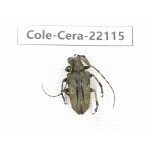 Cerambycidae sp. China, Yunnan, Chuxiong, Shuangbai county (N Mt.Ailaoshan).1Pcs. Cole-Cera-22115.