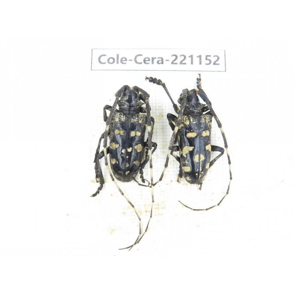 Cerambycidae sp. China, Yunnan, Nujiang, Gongshan county. 2Pcs. Cole-Cera-221152.