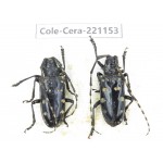 Cerambycidae sp. China, Yunnan, Nujiang, Gongshan county. 2Pcs. Cole-Cera-221153.