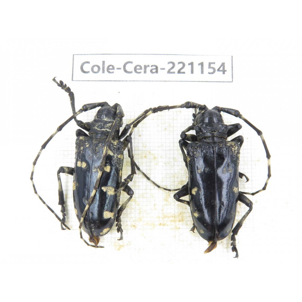 Cerambycidae sp. China, Yunnan, Nujiang, Gongshan county. 2Pcs. Cole-Cera-221154.