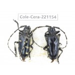 Cerambycidae sp. China, Yunnan, Nujiang, Gongshan county. 2Pcs. Cole-Cera-221154.