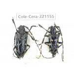 Cerambycidae sp. China, Yunnan, Nujiang, Gongshan county. 2Pcs. Cole-Cera-221155.