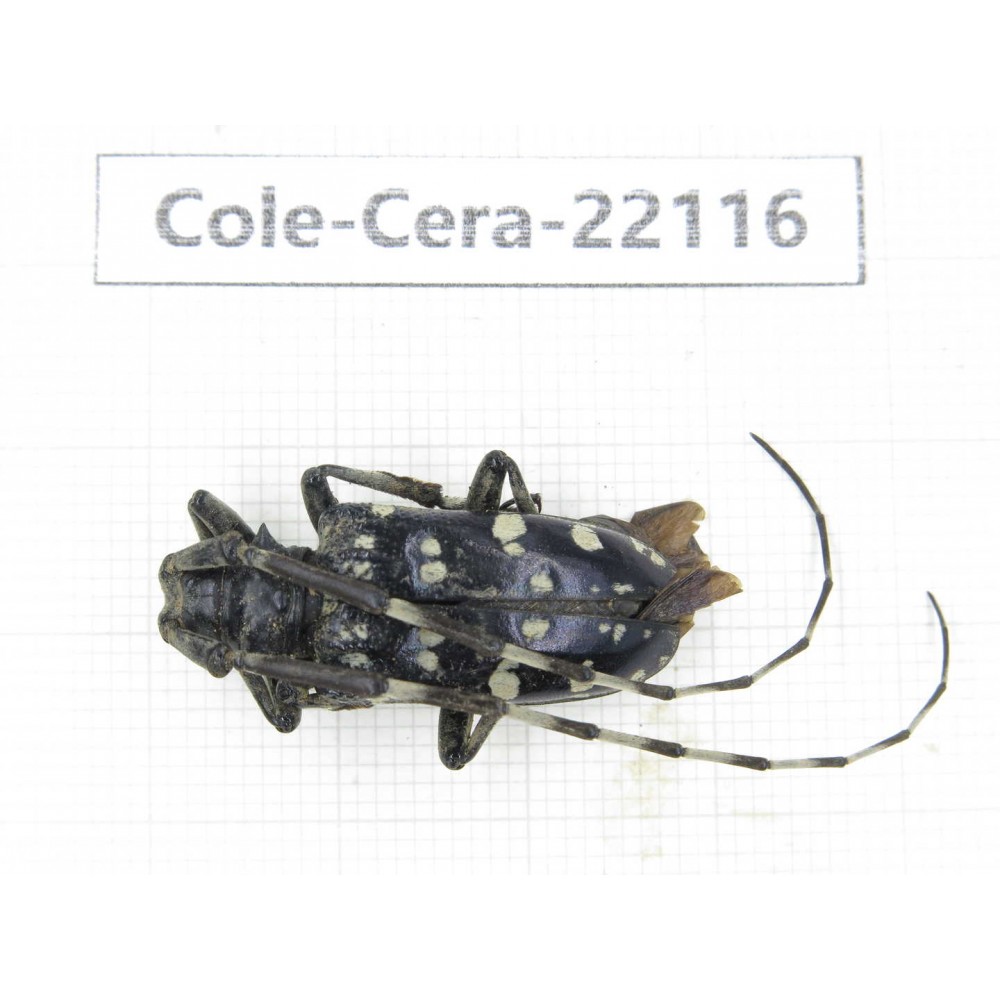 Cerambycidae sp. China, Yunnan, Chuxiong, Shuangbai county (N Mt.Ailaoshan).1Pcs. Cole-Cera-22116.