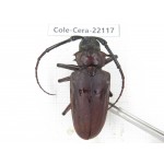 Cerambycidae sp. China, Yunnan, Chuxiong, Shuangbai county (N Mt.Ailaoshan).1Pcs. Cole-Cera-22117.