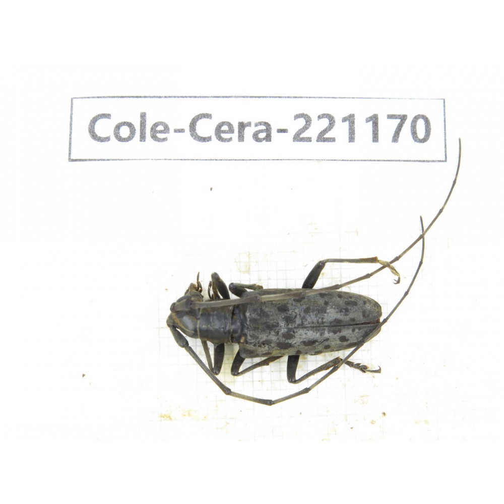 Cerambycidae sp. China, Yunnan, Nujiang, Gongshan county. 1Pcs. Cole-Cera-221170.