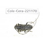 Cerambycidae sp. China, Yunnan, Nujiang, Gongshan county. 1Pcs. Cole-Cera-221170.