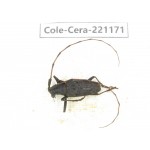 Cerambycidae sp. China, Yunnan, Nujiang, Gongshan county. 1Pcs. Cole-Cera-221171.