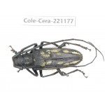 Cerambycidae sp. China, Yunnan, Nujiang, Fugong county.1Pcs. Cole-Cera-221177.