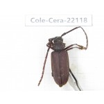Cerambycidae sp. China, Yunnan, Chuxiong, Shuangbai county (N Mt.Ailaoshan).1Pcs. Cole-Cera-22118.