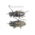 Cerambycidae sp. China, Yunnan, Nujiang, Fugong county.2Pcs. Cole-Cera-221181.