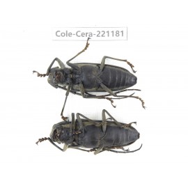 Cerambycidae sp. China, Yunnan, Nujiang, Fugong county.2Pcs. Cole-Cera-221181.