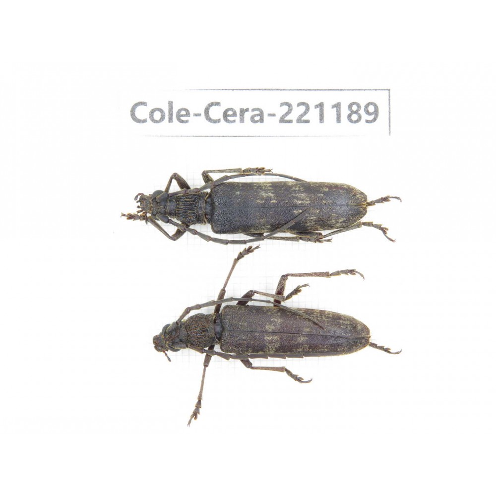 Cerambycidae sp. China, Yunnan, Nujiang, Fugong county.2Pcs. Cole-Cera-221189.