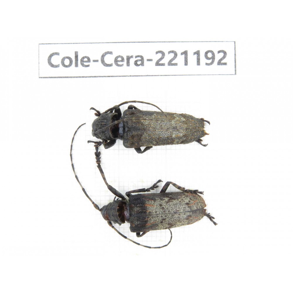 Cerambycidae sp. China, Yunnan, Nujiang, Fugong county.2Pcs. Cole-Cera-221192.