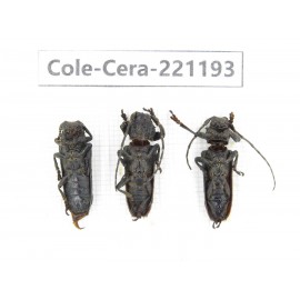 Cerambycidae sp. China, Yunnan, Nujiang, Fugong county.3Pcs. Cole-Cera-221193.