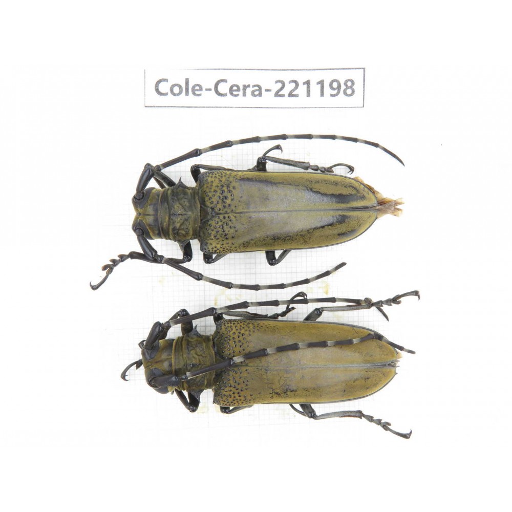 Cerambycidae sp. China, Yunnan, Nujiang, Fugong county.2Pcs. Cole-Cera-221198.