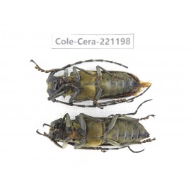 Cerambycidae sp. China, Yunnan, Nujiang, Fugong county.2Pcs. Cole-Cera-221198.
