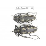 Cerambycidae sp. China, Yunnan, Nujiang, Fugong county.2Pcs. Cole-Cera-221199.