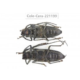Cerambycidae sp. China, Yunnan, Nujiang, Fugong county.2Pcs. Cole-Cera-221199.