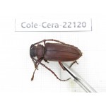 Cerambycidae sp. China, Yunnan, Chuxiong, Shuangbai county (N Mt.Ailaoshan).1Pcs. Cole-Cera-22120.