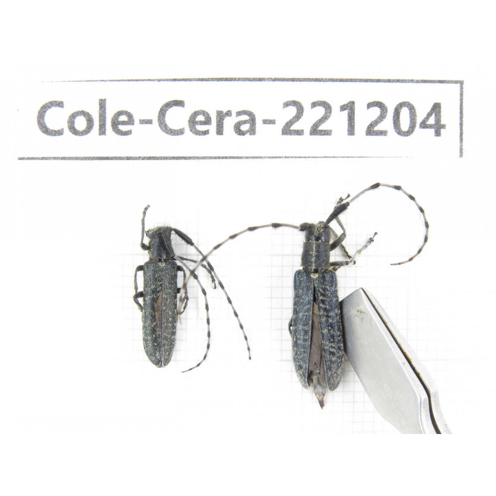 Cerambycidae sp. China, Heilongjiang, Mudanjiang. 2Pcs. Cole-Cera-221204.