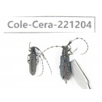 Cerambycidae sp. China, Heilongjiang, Mudanjiang. 2Pcs. Cole-Cera-221204.