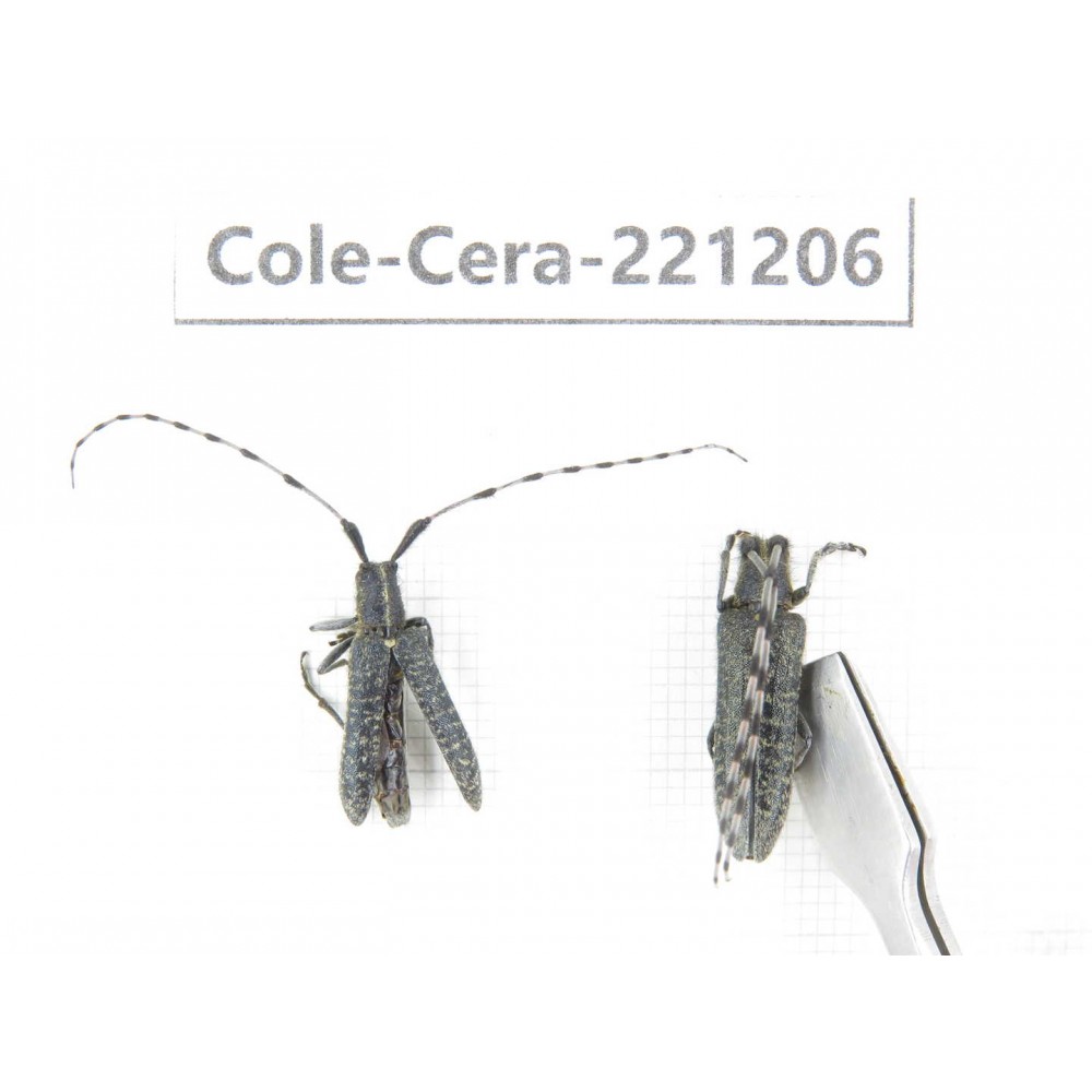 Cerambycidae sp. China, Heilongjiang, Mudanjiang. 2Pcs. Cole-Cera-221206.