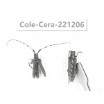 Cerambycidae sp. China, Heilongjiang, Mudanjiang. 2Pcs. Cole-Cera-221206.