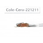 Cerambycidae sp. China, Heilongjiang, Mudanjiang. 1Pcs. Cole-Cera-221211.
