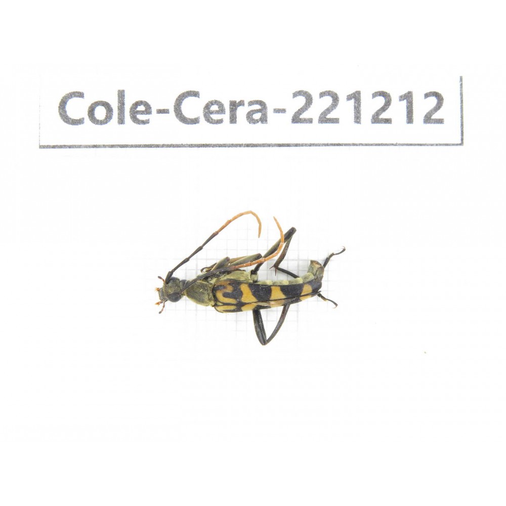Cerambycidae sp. China, Heilongjiang, Mudanjiang. 1Pcs. Cole-Cera-221212.
