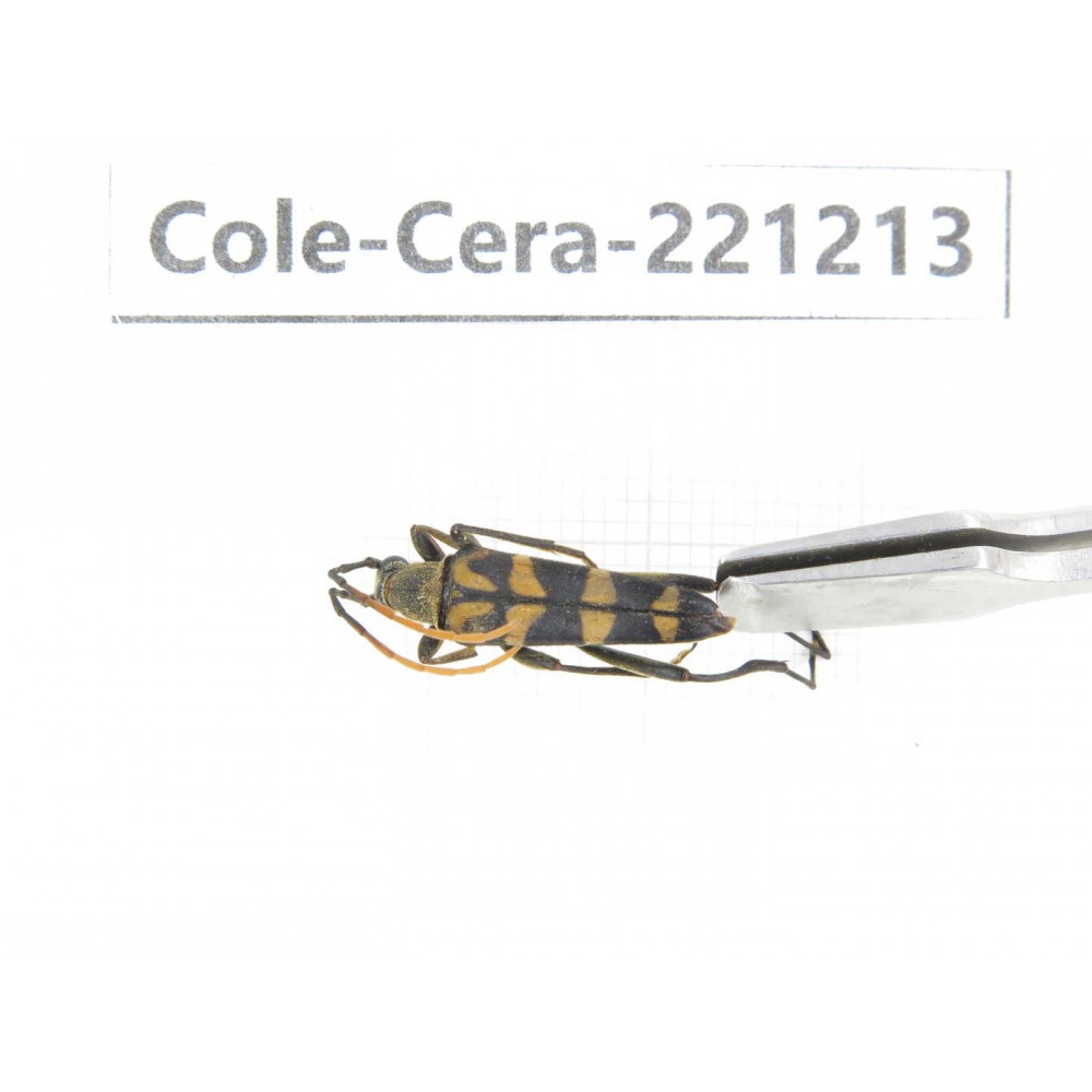 Cerambycidae sp. China, Heilongjiang, Mudanjiang. 1Pcs. Cole-Cera-221213.