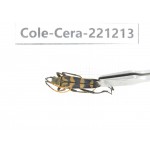 Cerambycidae sp. China, Heilongjiang, Mudanjiang. 1Pcs. Cole-Cera-221213.