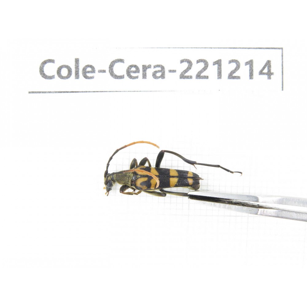 Cerambycidae sp. China, Heilongjiang, Mudanjiang. 1Pcs. Cole-Cera-221214.